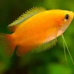 Honey Gourami