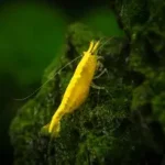 Yellow Shrimp (Neocaridina davidi)