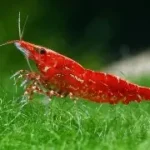 Red Cherry Shrimp