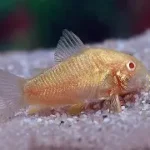 Albino Corydoras (Corydoras aeneus)