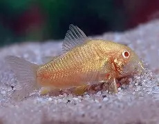 Home - Amazonia Aquarium