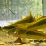 Gold Laser Cory