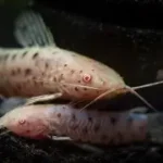 Albino Hoplo Cat