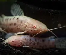 Home - Amazonia Aquarium