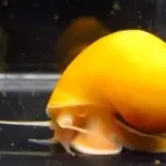 Gold Mystery Snail Large