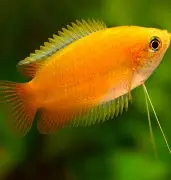 download Honey Gourami - Image 1