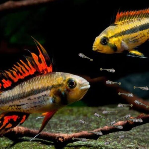 Apistogramma cacatuoides ‘Super Red’ Pair