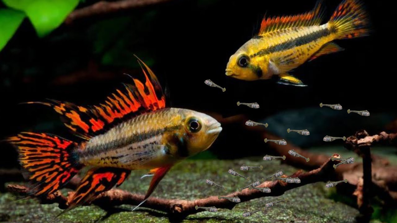 maxresdefault Apistogramma cacatuoides ‘Super Red’ Pair - Image 1