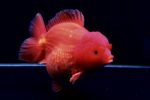 WYSIWYG #01 Jumbo Short Tail Oranda 19–22cm – alternate view