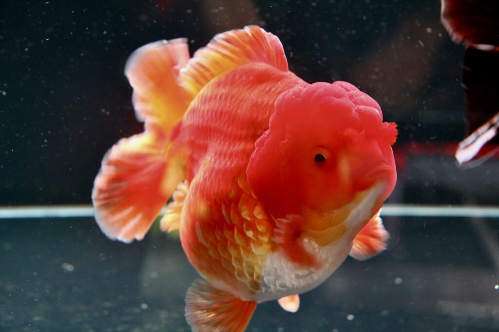 Jumbo Short Tail Oranda 19–22cm – WYSIWYG #01
