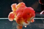 Jumbo Short Tail Oranda 19–22cm – WYSIWYG #01