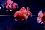WYSIWYG #01 Jumbo Short Tail Oranda 19–22cm – alternate view