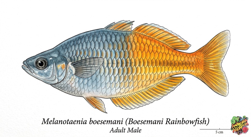 Boesemani Rainbowfish species portrait
