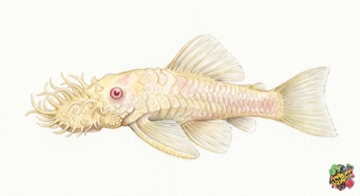 Albino Longfin Bristlenose Catfish 7-8cm 3 Albino