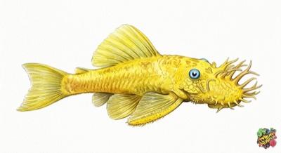 Albino Longfin Bristlenose Catfish 7-8cm 6 Blue Eye Lemon (L144)