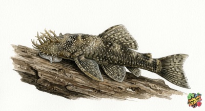 Albino Longfin Bristlenose Catfish 7-8cm 2 Common (Wild-Type)