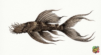 Albino Longfin Bristlenose Catfish 7-8cm 5 Long Fin