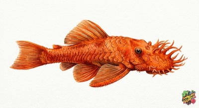 Albino Longfin Bristlenose Catfish 7-8cm 4 Super Red