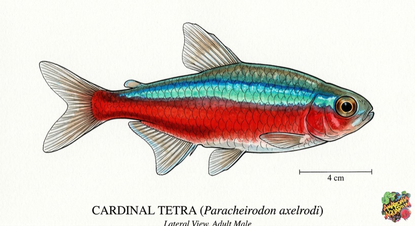 Cardinal Tetra species portrait