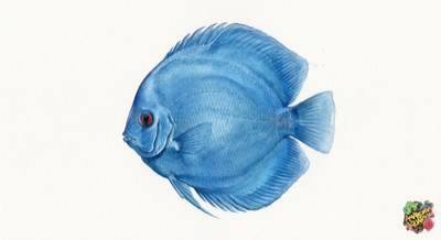 Blue Diamond Discus