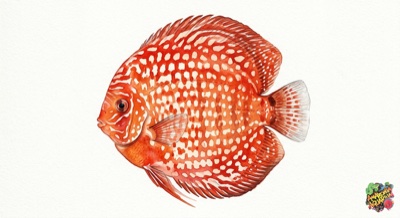 Checkerboard Discus