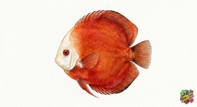 Marlboro Red Discus