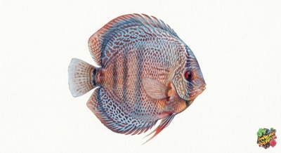 Snakeskin Discus