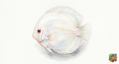 White / Snow White Discus