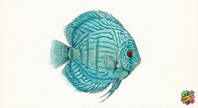 Turquoise Discus
