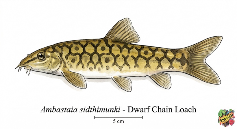 Dwarf Chain Loach species portrait