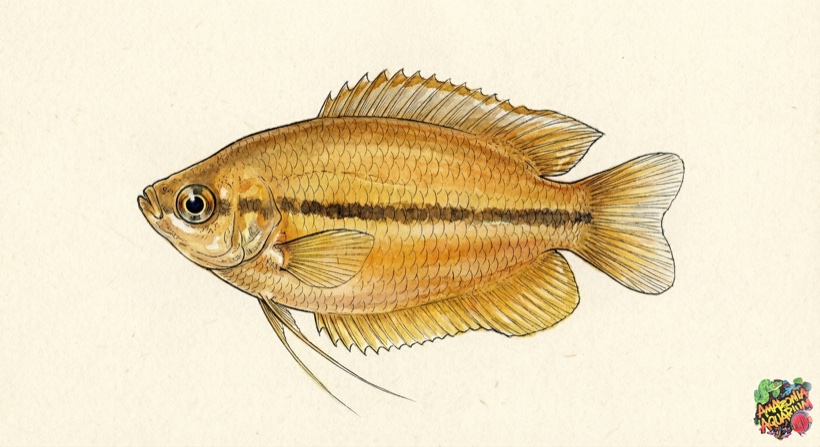Honey Gourami species portrait