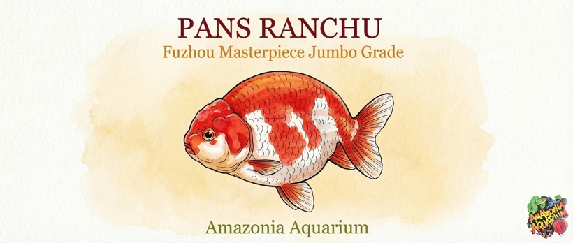 Jumbo Pan's Ranchu — Fuzhou Masterpiece