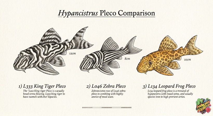 L333 King Tiger Pleco male vs female comparison