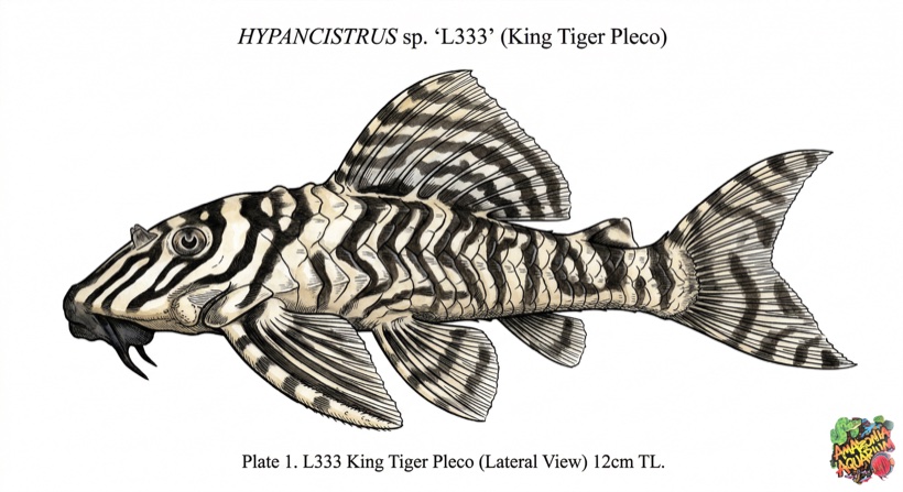L333 King Tiger Pleco species portrait