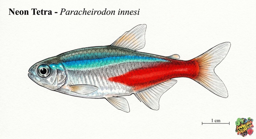 Neon Tetra species portrait