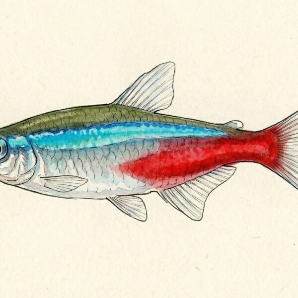 Neon Tetra