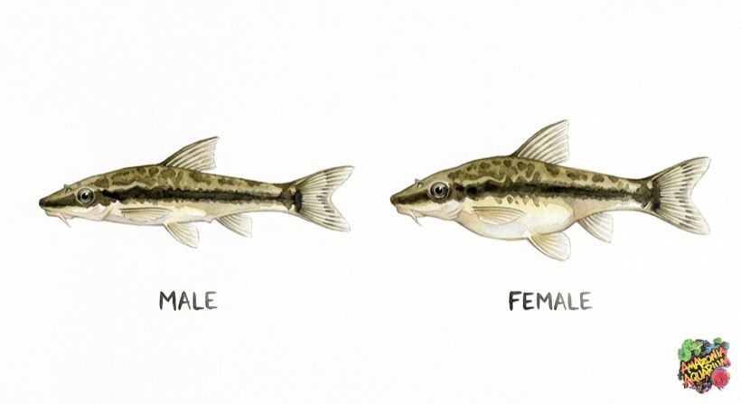 Otocinclus male vs female comparison