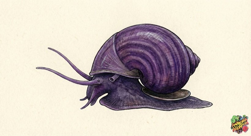 Purple Mystery Snail species portrait
