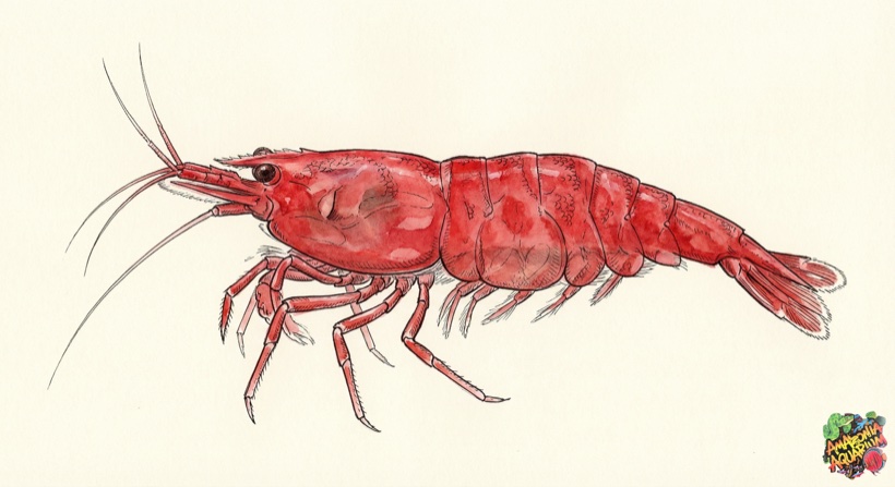 Red Cherry Shrimp species portrait