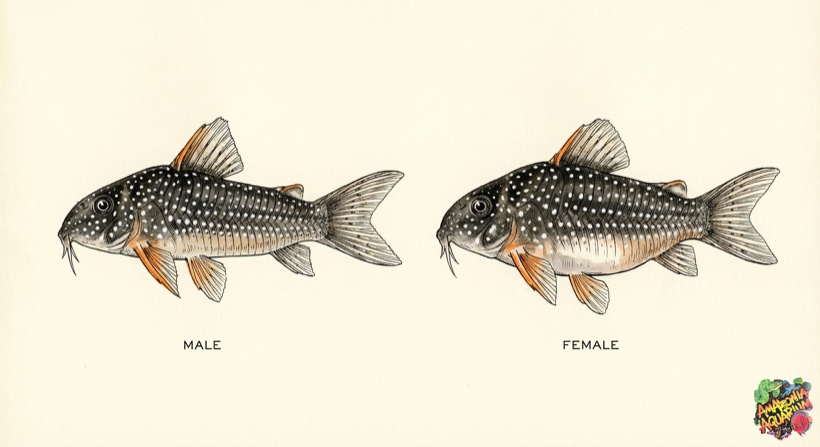 Sterbai Cory male vs female comparison