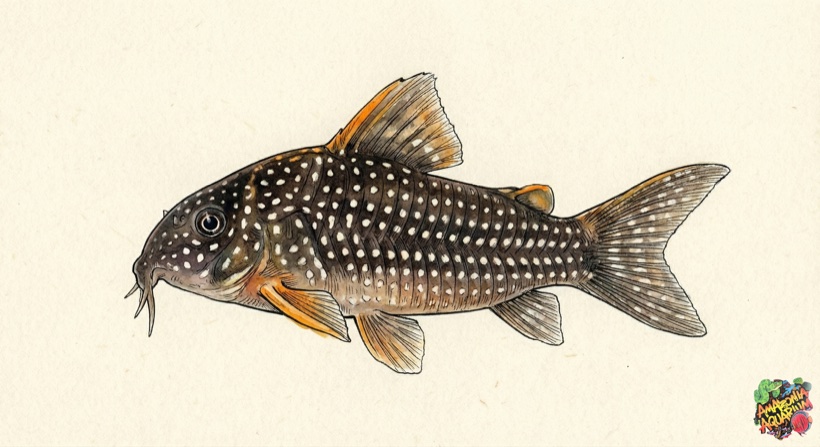 Sterbai Cory species portrait