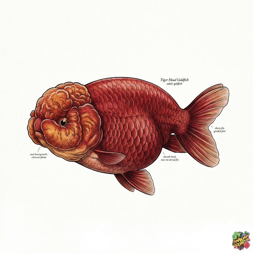 Tiger Head Goldfish — The Chinese Powerhouse detailed portrait