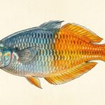 Boesemani Rainbowfish (Melanotaenia boesemani)