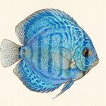 Assorted Discus 9cm