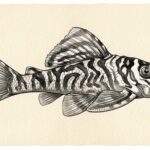 L333 King Tiger Pleco Juvis 5-6cm