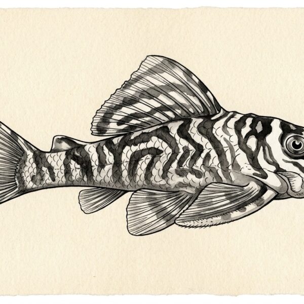 L333 King Tiger Pleco Juvis 5-6cm