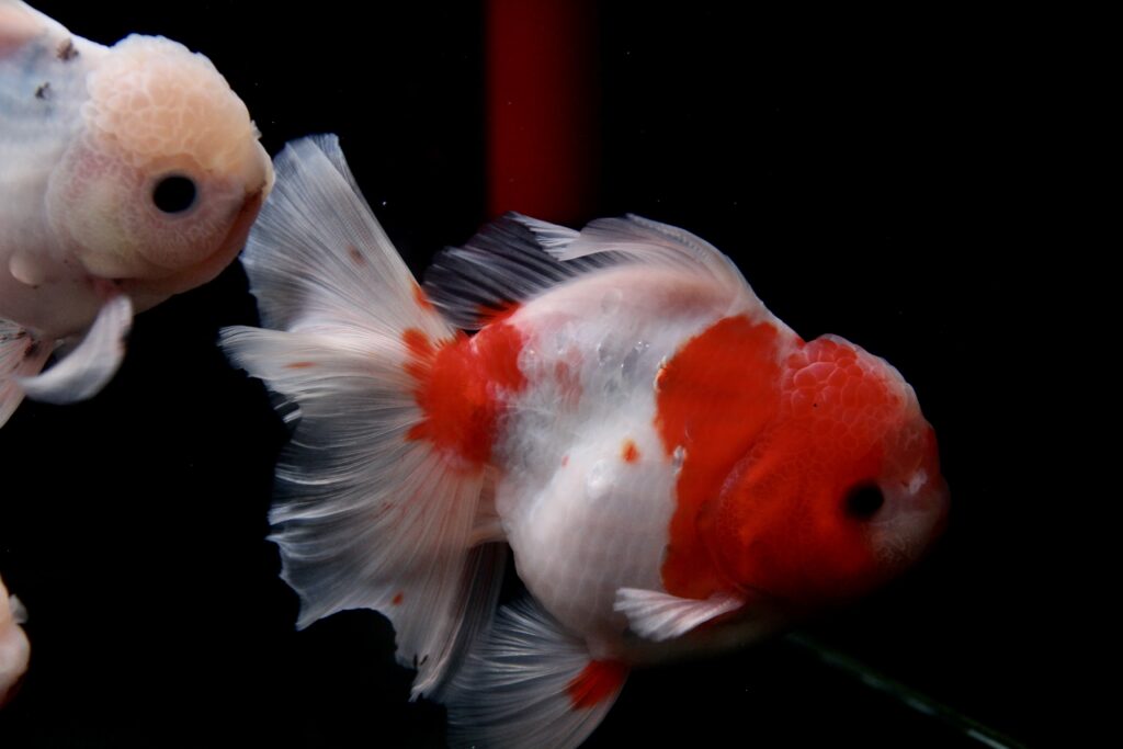A Grade Orchid Tail Oranda 10cm – representative image