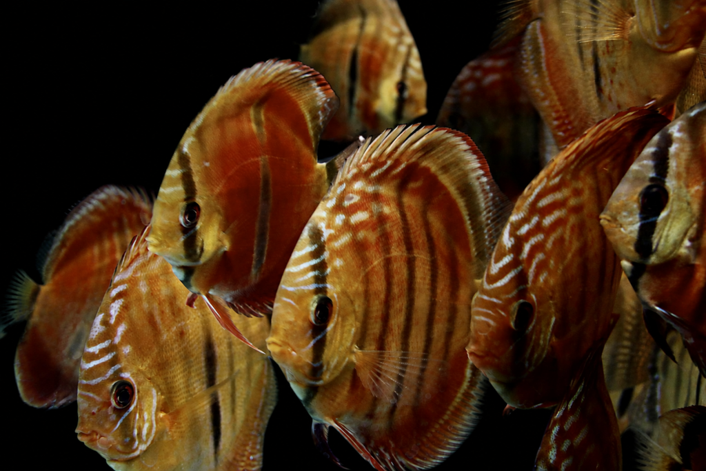 Home - Amazonia Aquarium